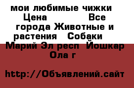 мои любимые чижки › Цена ­ 15 000 - Все города Животные и растения » Собаки   . Марий Эл респ.,Йошкар-Ола г.